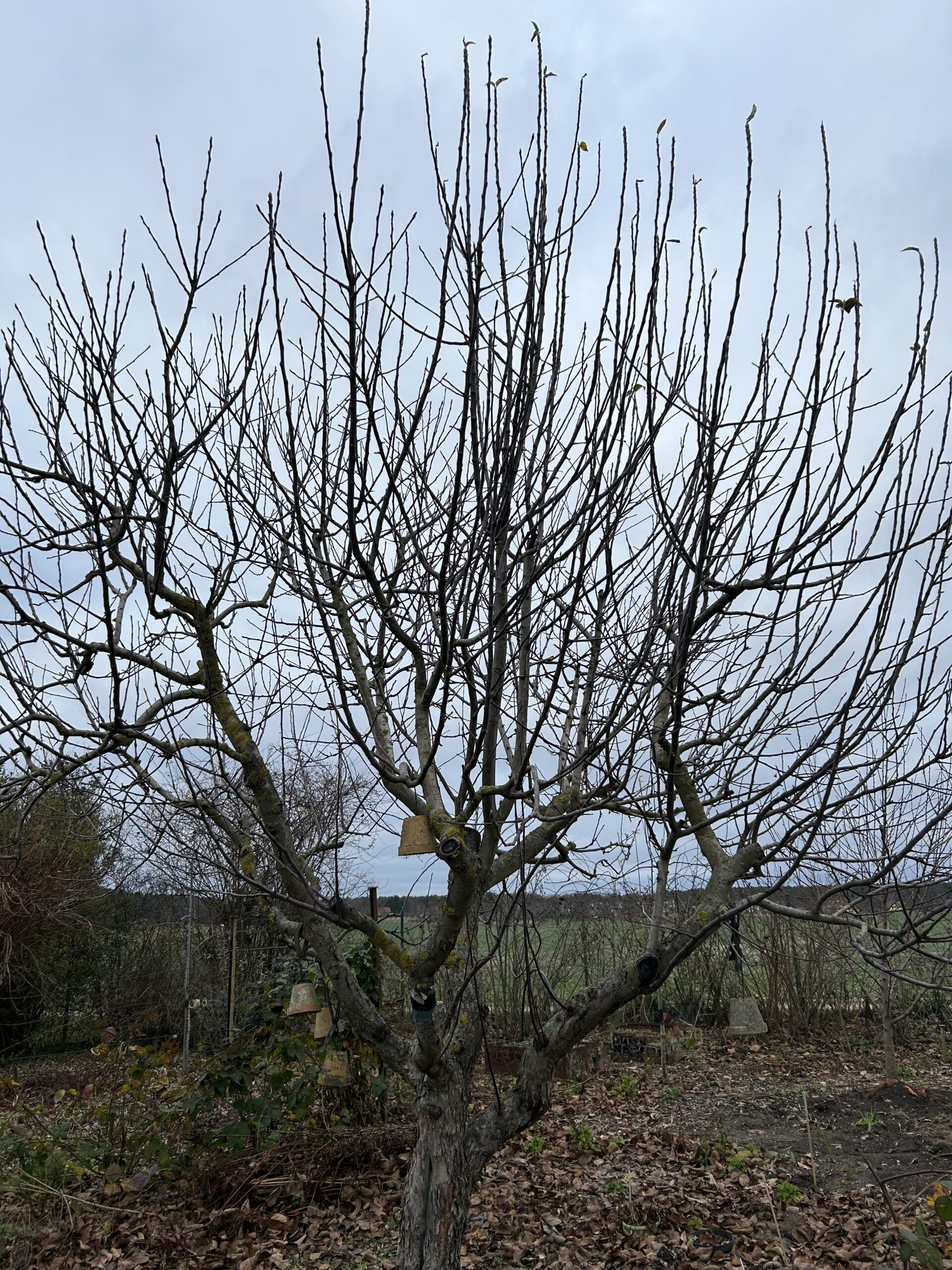 Apfelbaum ohne Blätter im Winter