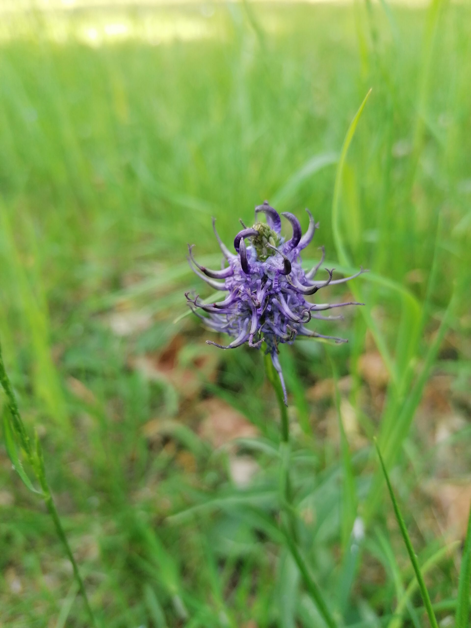 blauer Blütenball der Teufelskralle