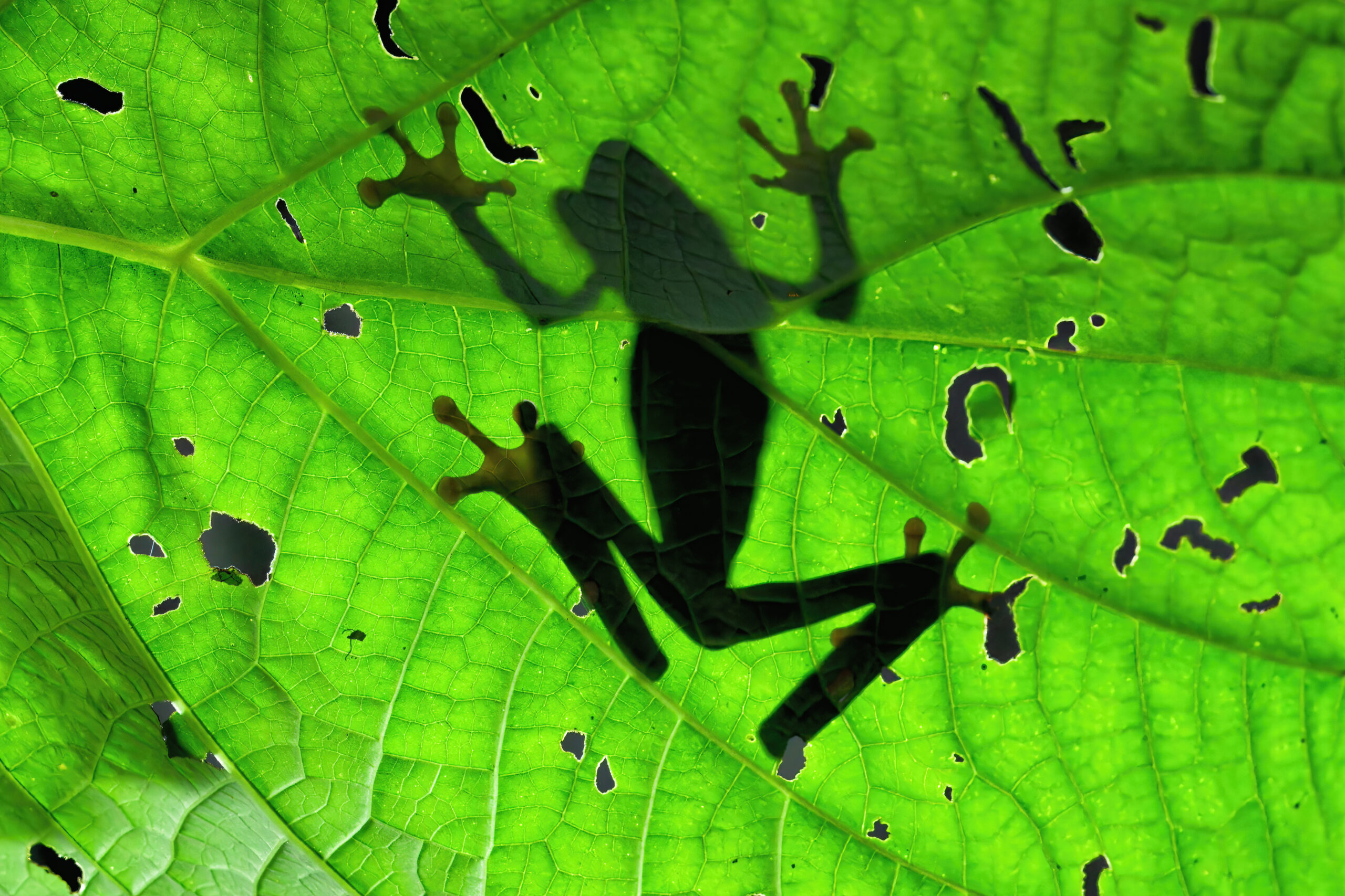 grünes Blatt mit Schatten von einem Frosch