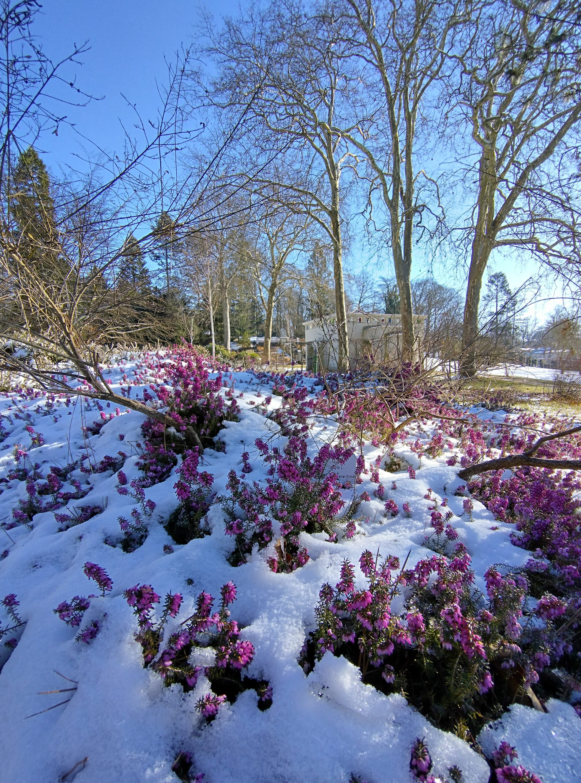Winterheide im Schnee