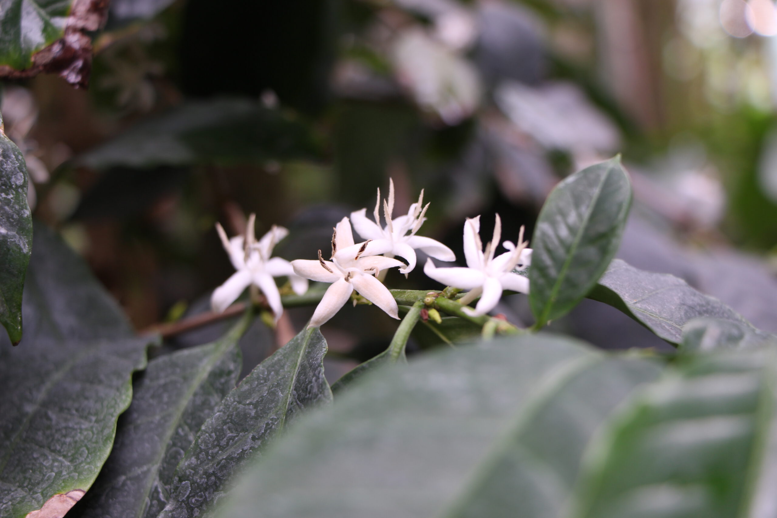kleine weiße sternförmige Kaffeeblüten